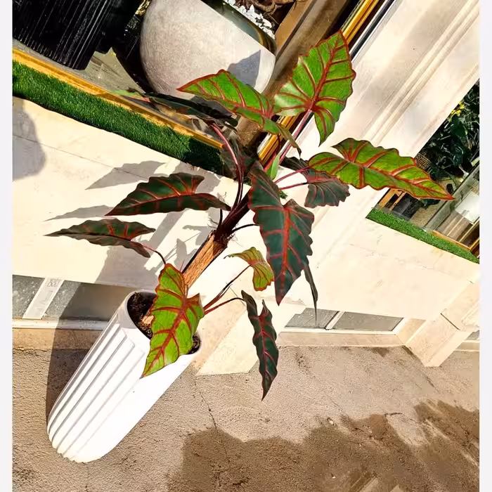 درختچه بابا آدم آلوکازیا مصنوعی 13 برگ سه تنه در ارتفاع 1 متر(عالیجناب) | amazonchi