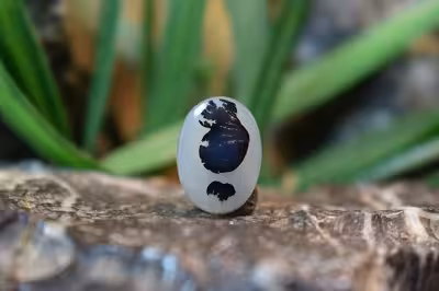 عقیق شجر برزیل