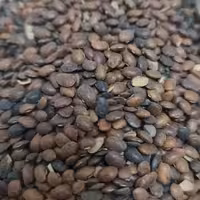 حب القلت یا ماش هندی (100گرمی)