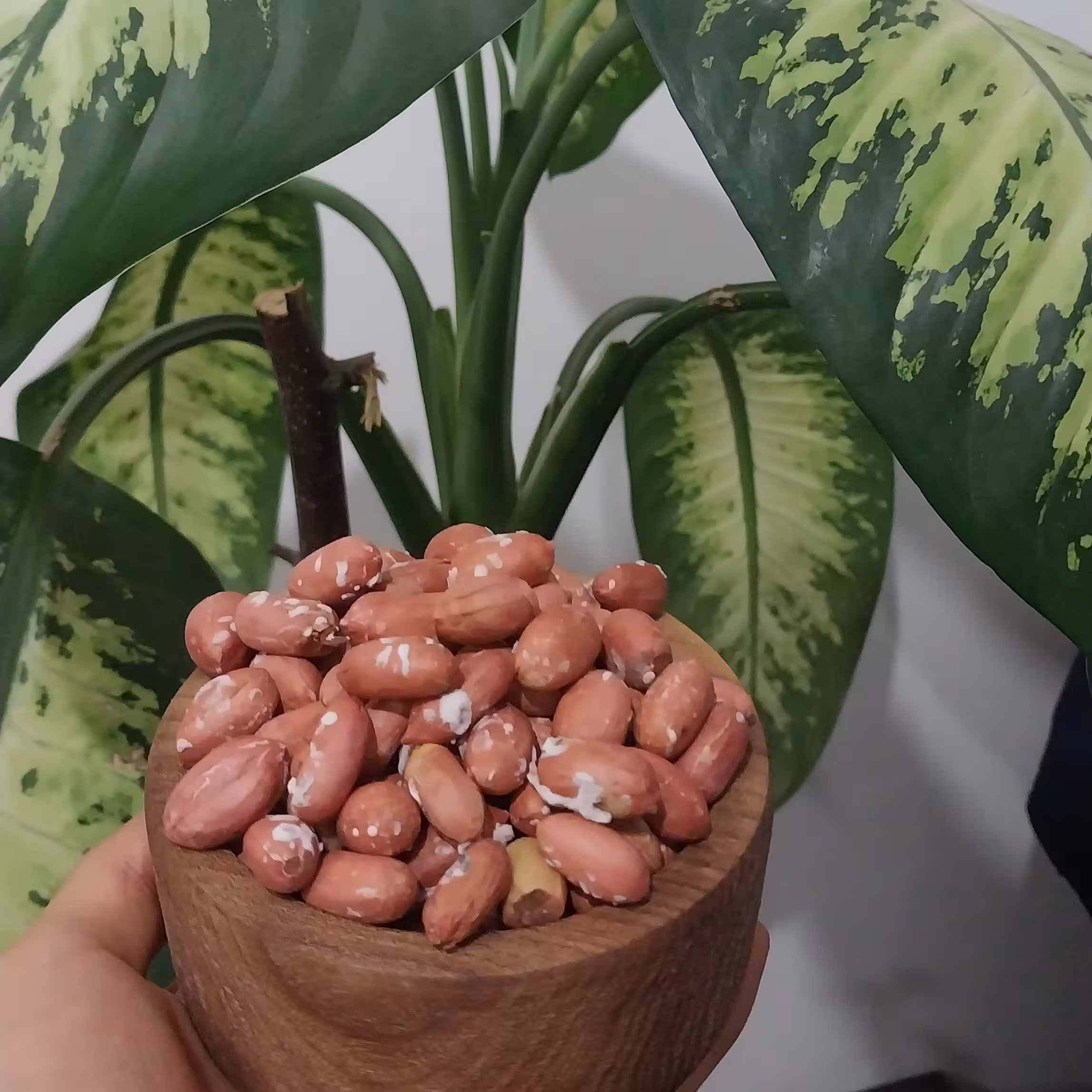 بادام زمینی لوکس آستانه 500 گرمی امساله 