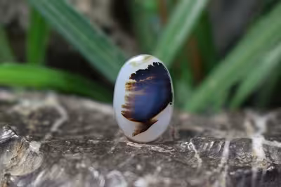 عقیق شجر برزیل