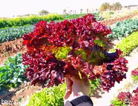 بذر کاهو فر صورتی