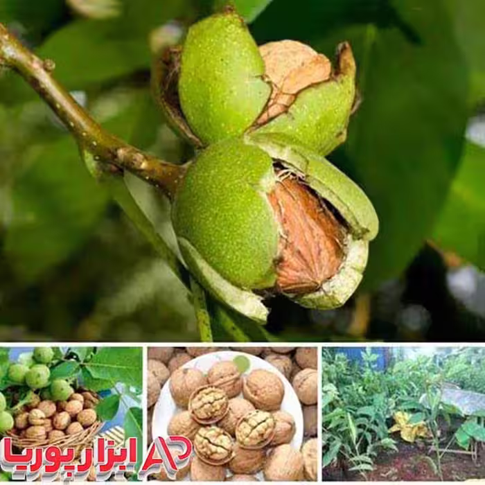 نهال گردو پر بار اسراییلی