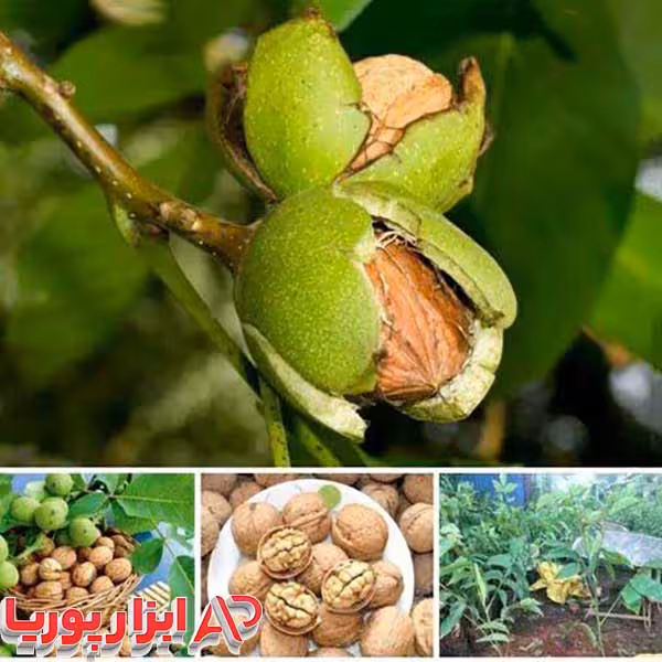 نهال گردو پر بار اسراییلی