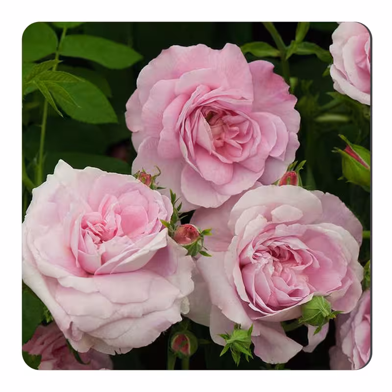 مگنت طرح گل رز کد NIM2247