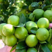 آبلیموی تازه صد در صدخالص  از باغهای مرکبات خوزستان دزفول بسیار خوش عطر و خوشمزه 