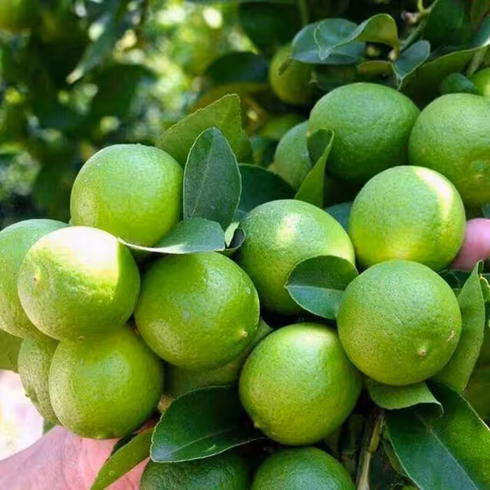 آبلیموی تازه صد در صدخالص  از باغهای مرکبات خوزستان دزفول بسیار خوش عطر و خوشمزه 