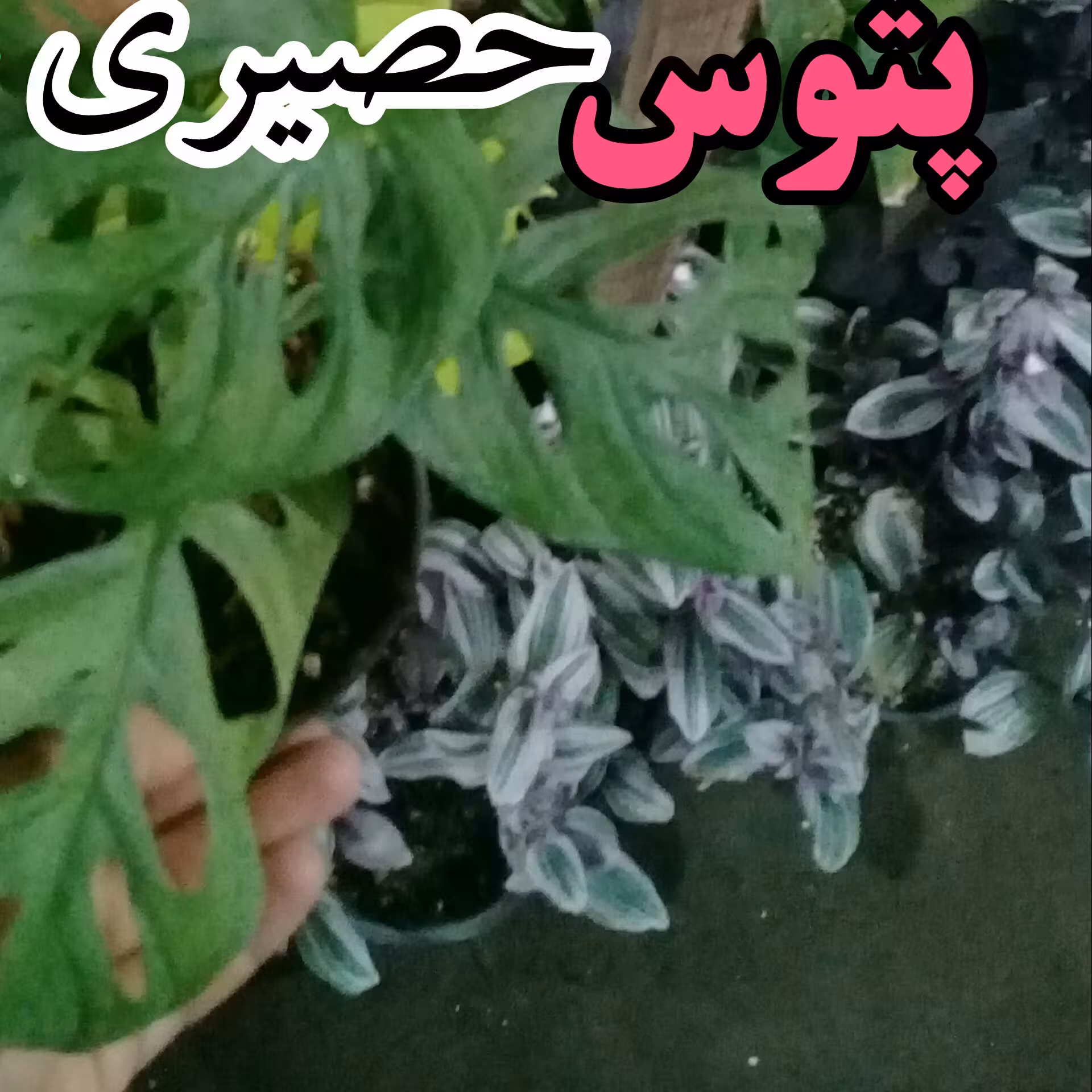 پتوس حصیری خارجی