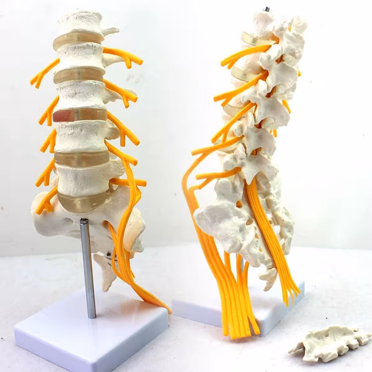 مولاژ اسکلت مهره های تحتانی