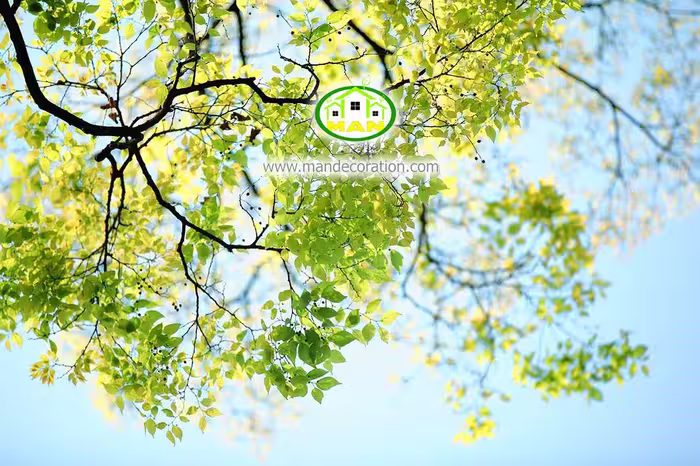 آسمان مجازی شاخه درختان کد 3020