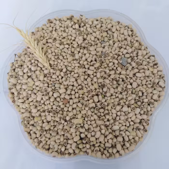 لوبیا پلو چشم بلبلی متوسط محلی خوشپخت درجه 1 تضمین کیفیت