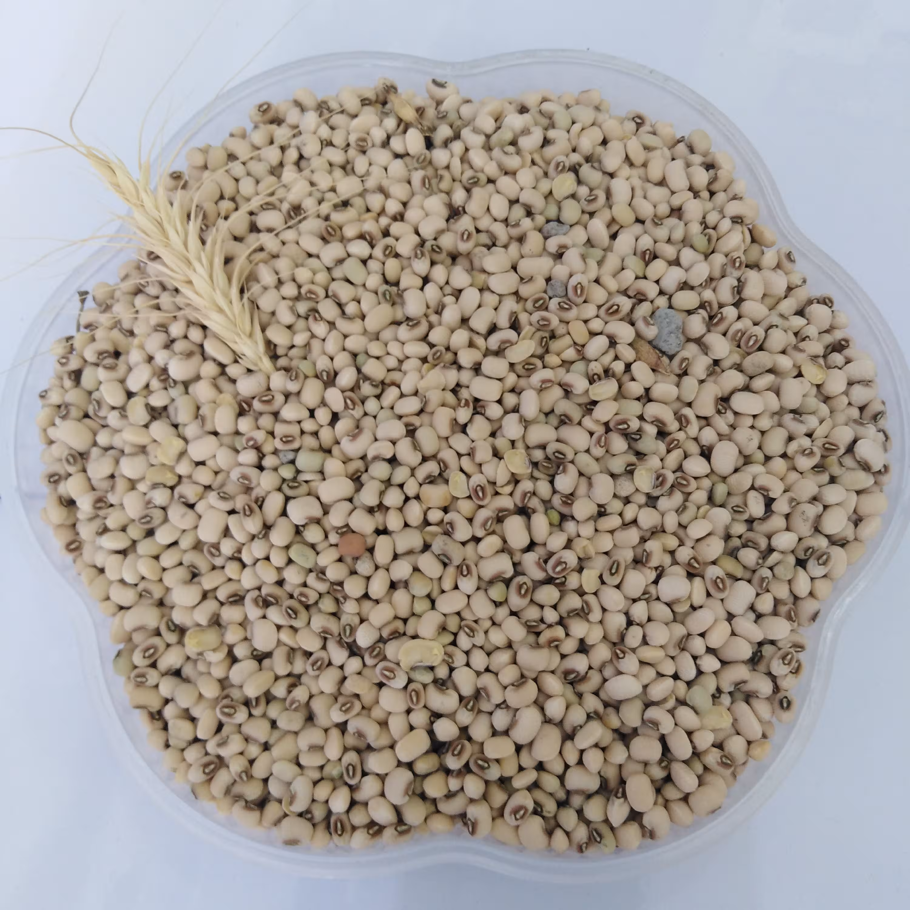 لوبیا پلو چشم بلبلی متوسط محلی خوشپخت درجه 1 تضمین کیفیت