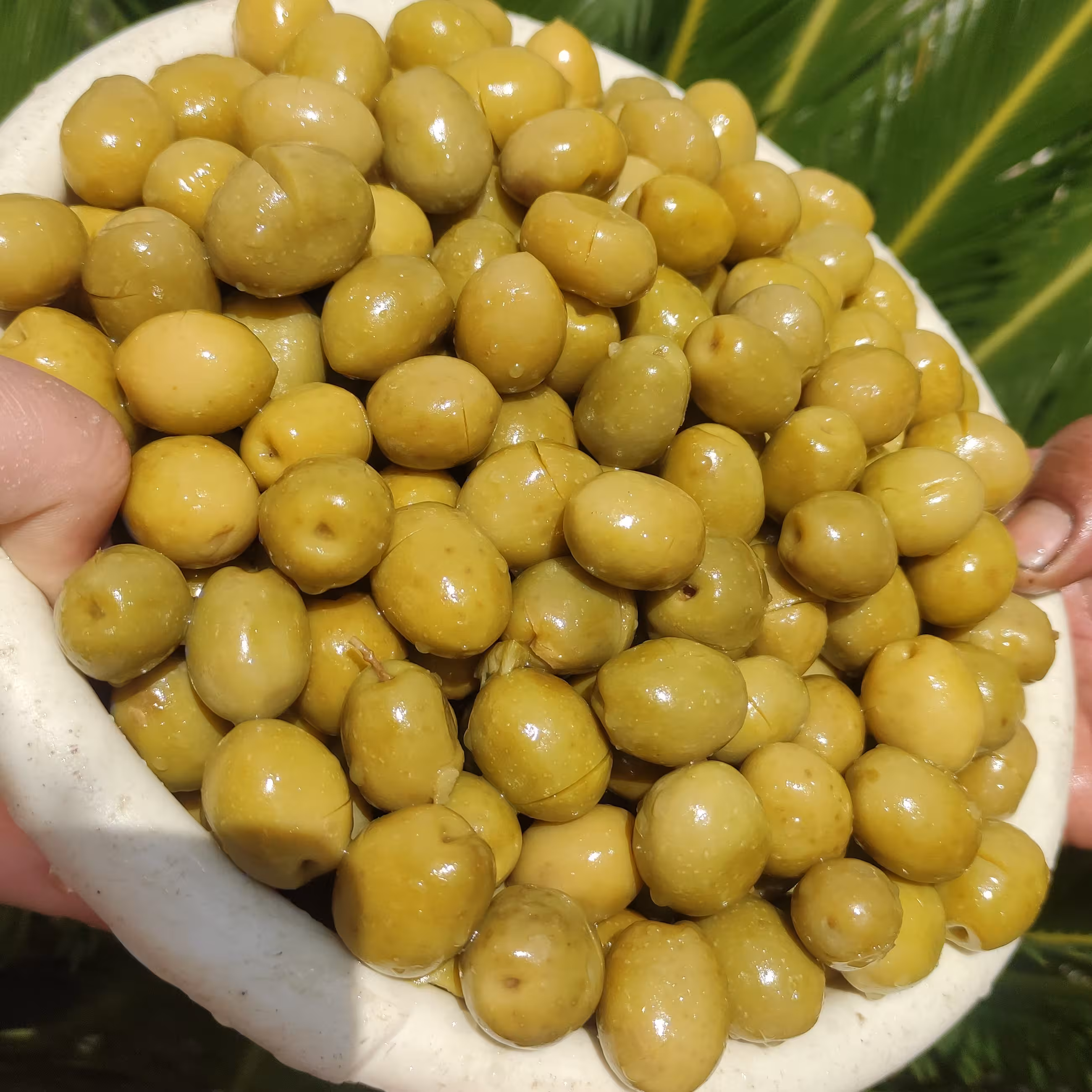 زیتون شکسته ی درشت 