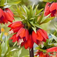 بذر لاله واژگون قرمز هلندی  بسته 3 عددی