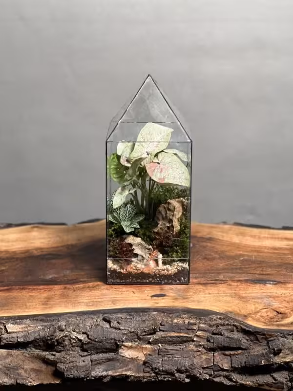 خرید تراریوم رطوبتی سینگونیوم طرح آشیونه