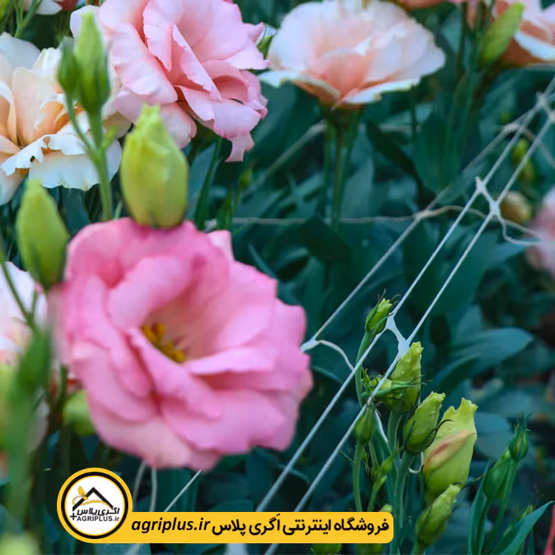 توری قیم لیسانتوس عرض 120 سانت 7 خانه 15*15