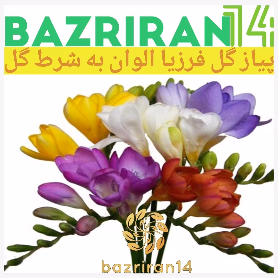 پیاز گل فرزیا با کیفیت بالا بسته 3عددی
