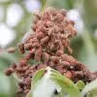 پوست میوه سماق