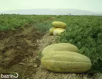 بذر خربزه خاتونی