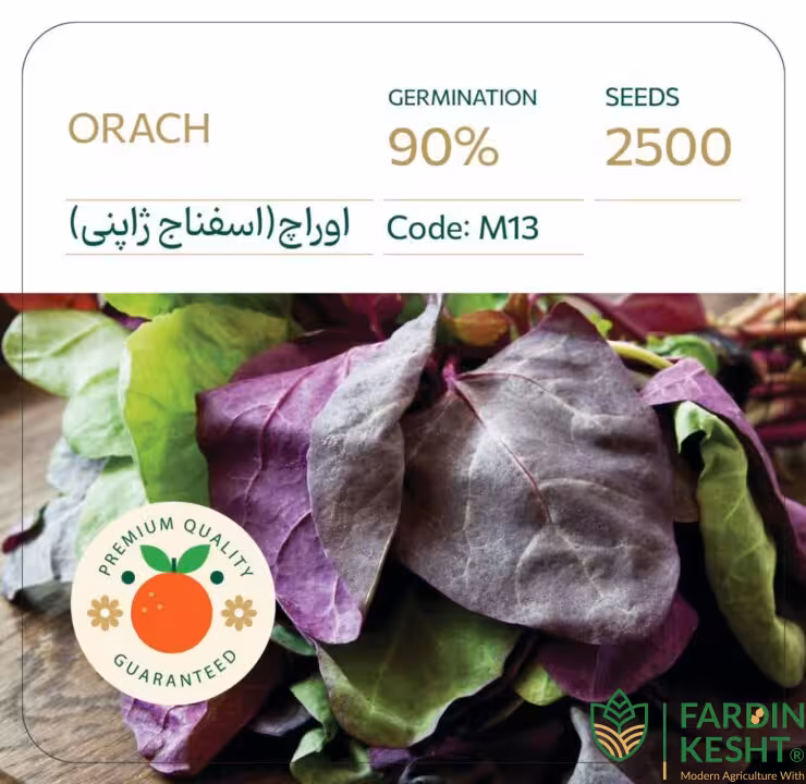بذر اسفناج ژاپنی (اوراچ) بسته 2500 عددی راشا ⭐
