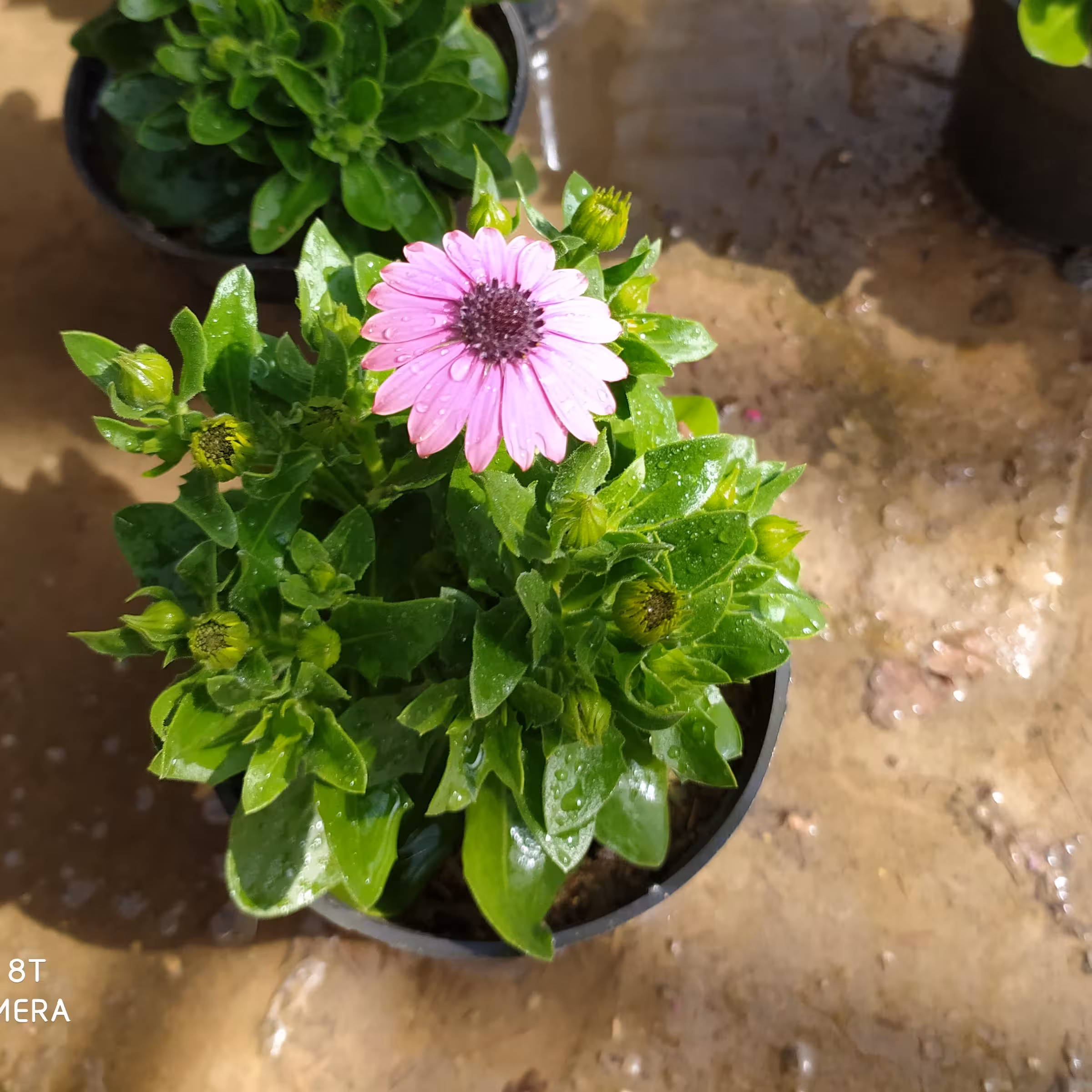 گل استئوسپرموم گلدان دوازده