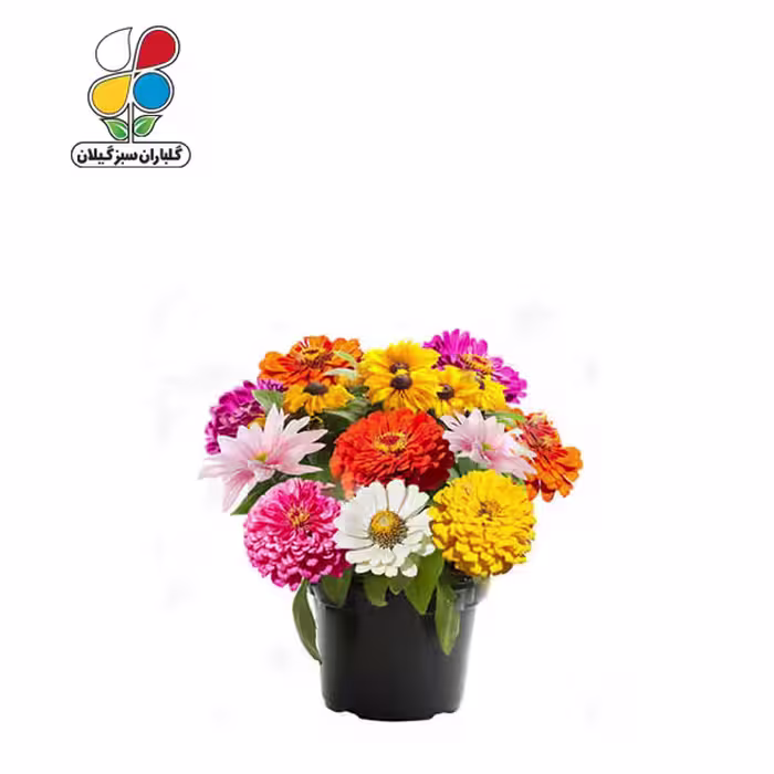 بذر گل آهار بسته بندی کوچک