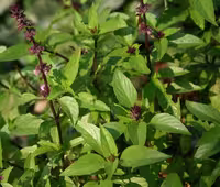بذر ریحان دارچینی