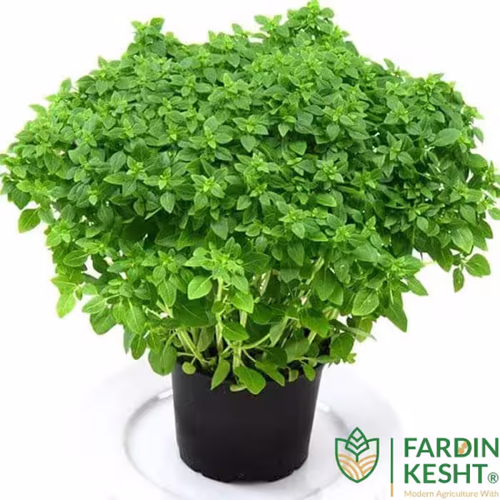 بذر ریحان بوته ای برگ درشت پاکت اورجینال 3500 عددی