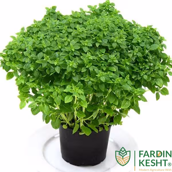 بذر ریحان بوته ای برگ درشت پاکت اورجینال 3500 عددی