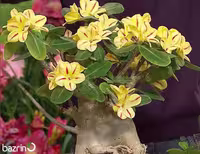 بذر گل آدنیوم زرد