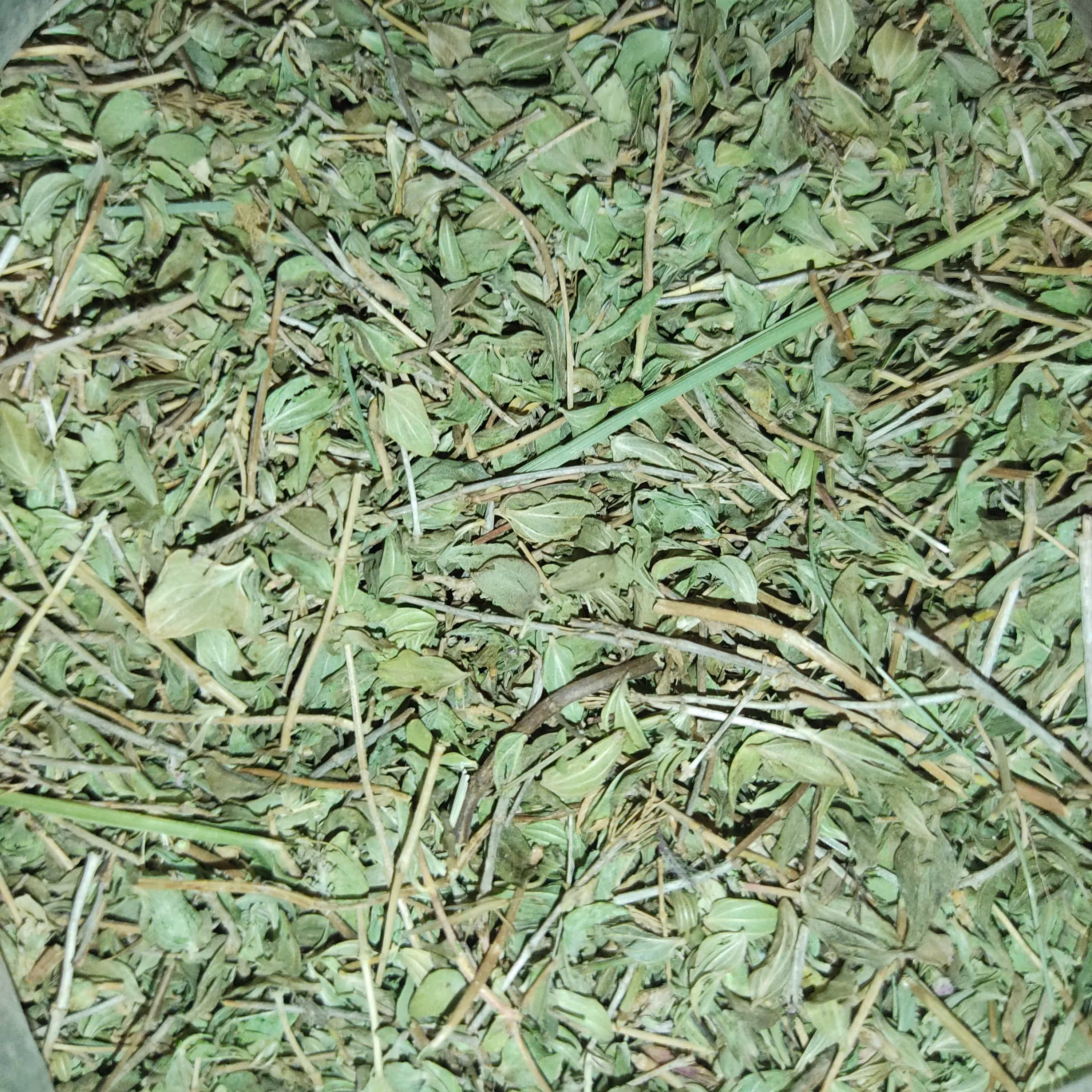 آویشن کوهی اعلا 100 گرمی