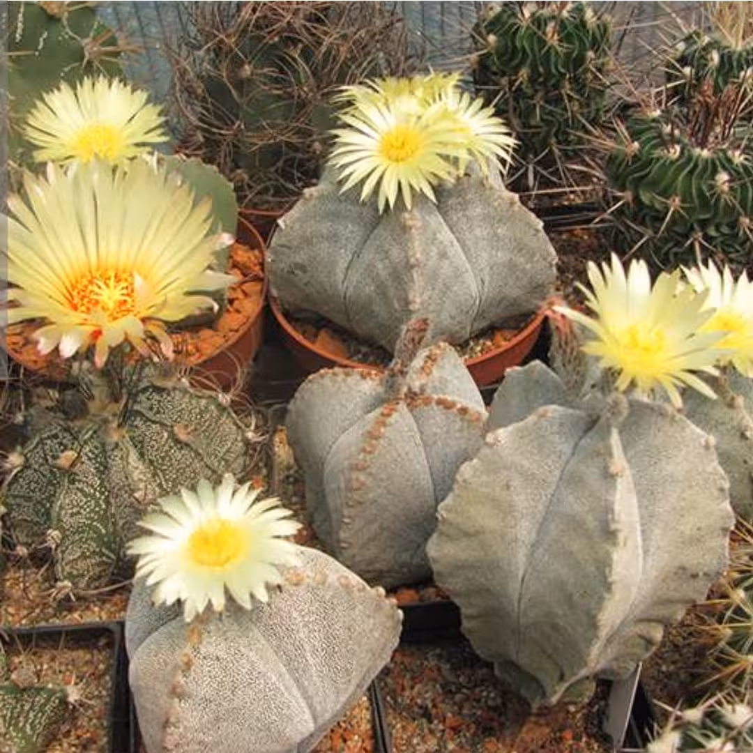 آسترفیتوم گلدان سایز 6 پک(25تایی)بسیار زیبا و پر فروش