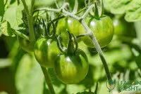 بذر گوجه فرنگی سبز Green Doctor آمریکایی بسته 10 عددی