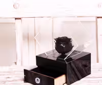 گل رز جاودان مشکی