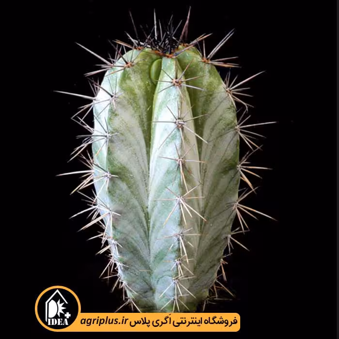 بذر کاکتوس Polaskia Chichipe