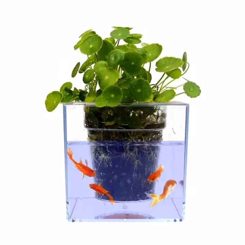 گلدان آکواریومی | amazonchi