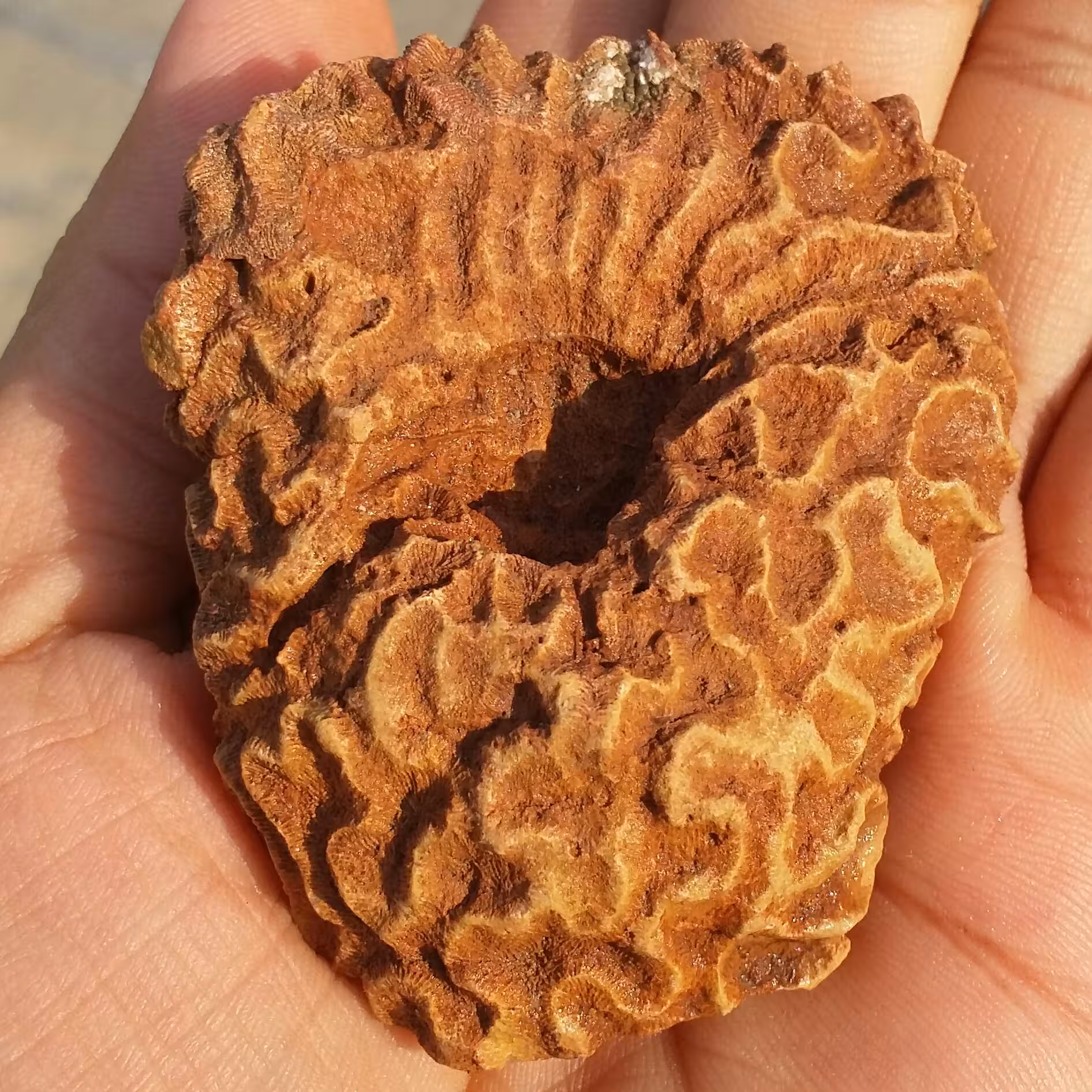 فسیل مرجان دو طرفه محشر دیدنی کاملا طبیعی خاااااص
مناسب جهت دکور و ساخت نگین های عالی
کد 8737