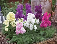 بذر گل شب بو الوان