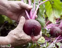 بذر چغندر قرمز(100 گرمی)