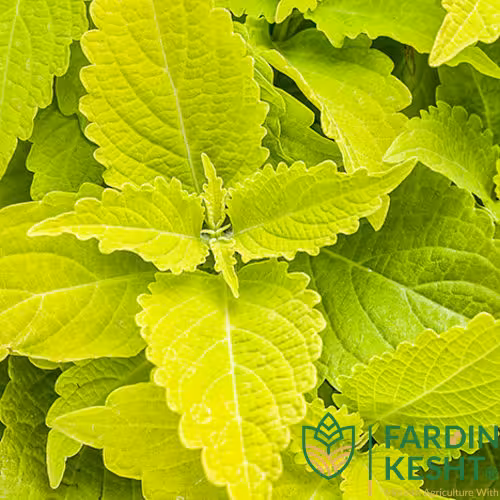 بذر حسن یوسف طلایی آمریکایی بسته 20 عددی