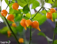بذر فلفل قلبی رنگ نارنجی