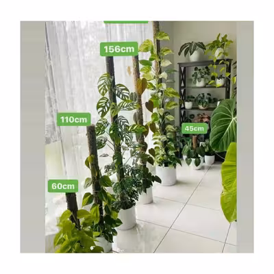 قیم گیاه مدل بدون خزه بلند