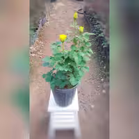 گل رز هلندی زرد با ارتفاع 35-40 سانتی متر