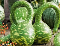 بذر کدو اردکی سبز