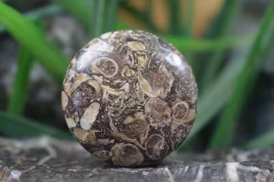 توریتلا اگات S1105