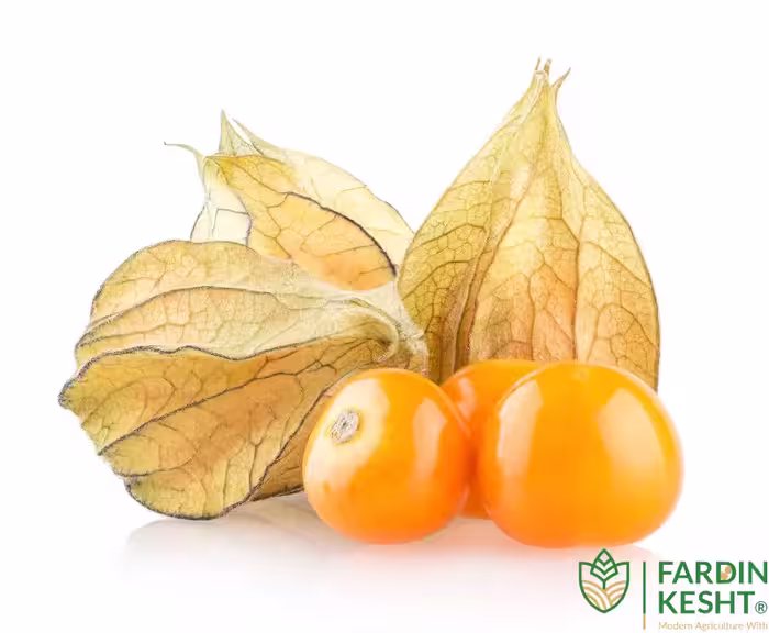 بذر فیسالیس کلمبیایی بسته 30 عددی