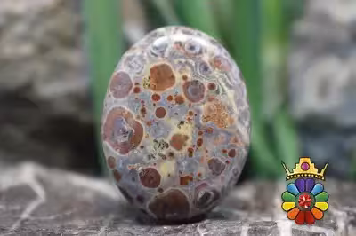 استروئید جاسپر