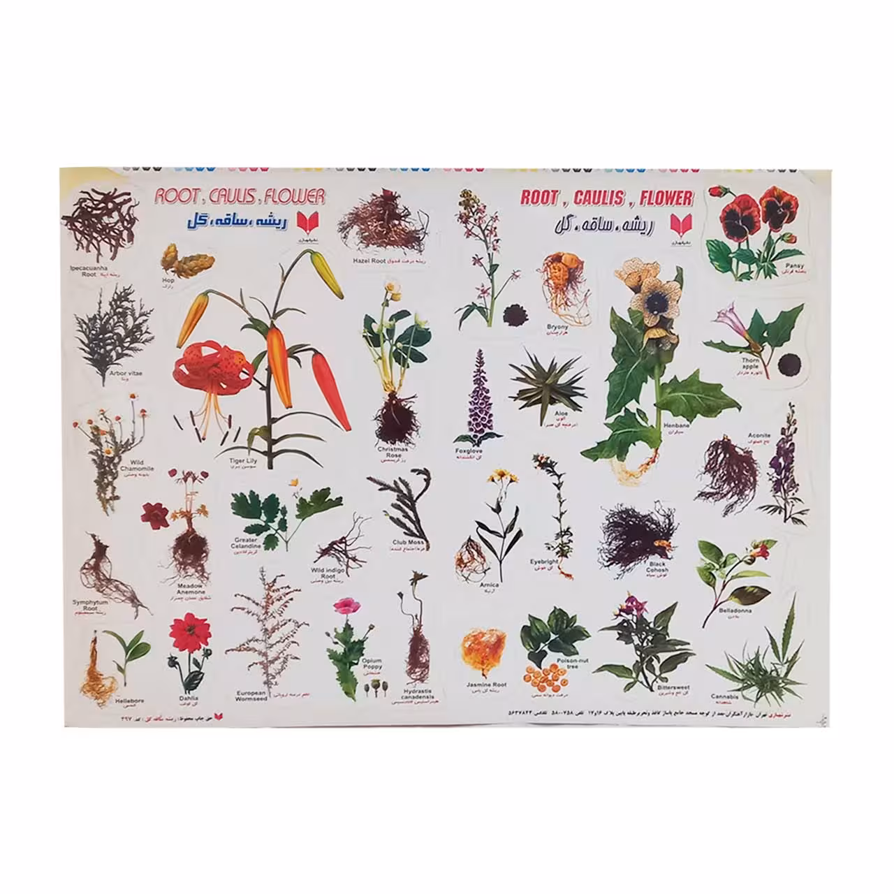 برچسب کودک آموزشی طرح ریشه.ساقه. گل سایز A4 کد 497