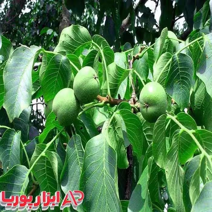 نهال گردو بذری محلی