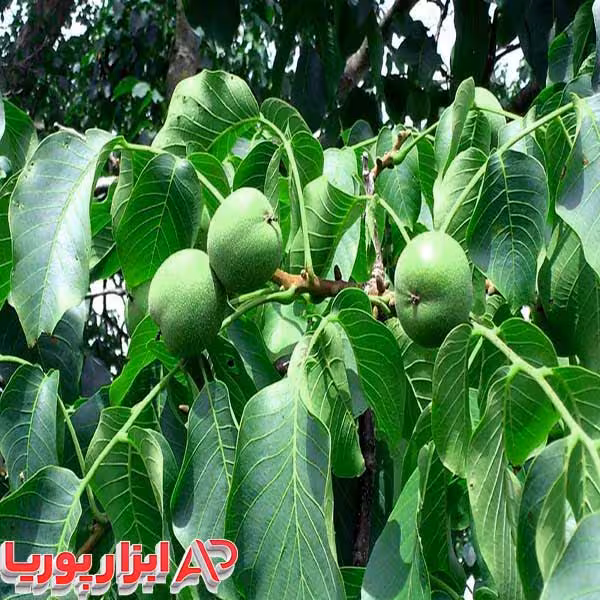 نهال گردو بذری محلی